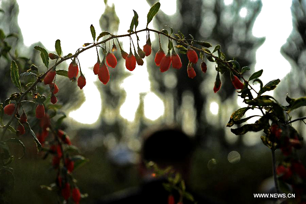 Harvest and trade for Chinese Wolfberry in Ningxia