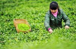 Healthy food for smoggy weather