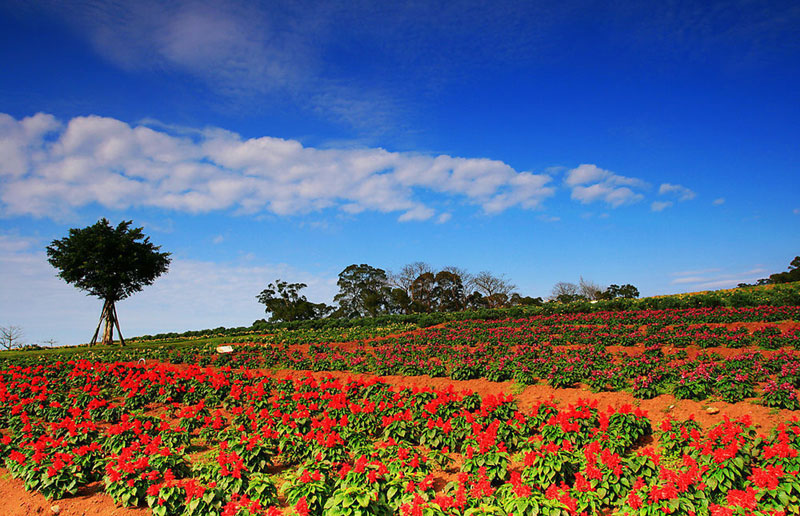 Top 10 flower viewing destinations