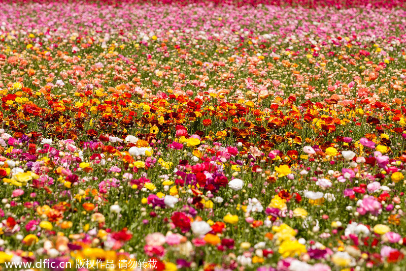 Top 10 flower viewing destinations