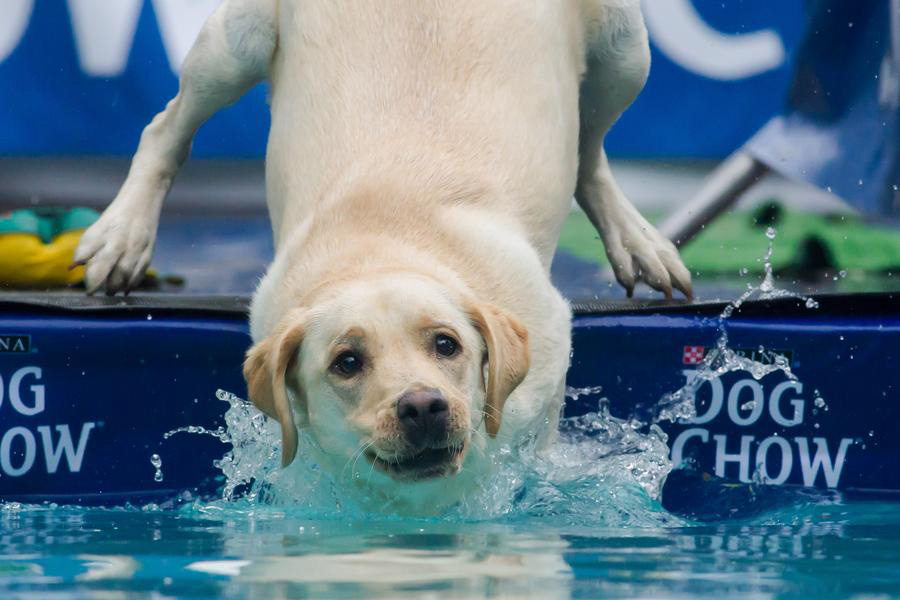 Doggies dive in