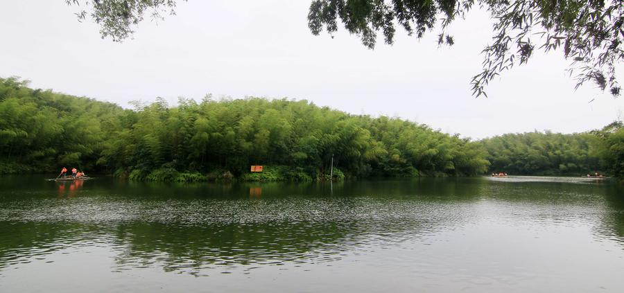 Scenery of Bamboo Sea in Sichuan