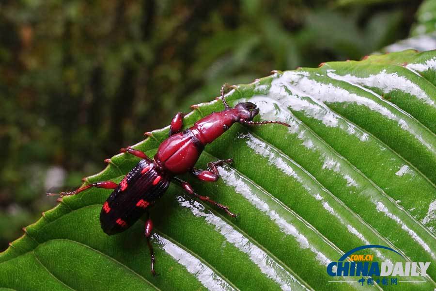 Snapshots of Dulong River Valley