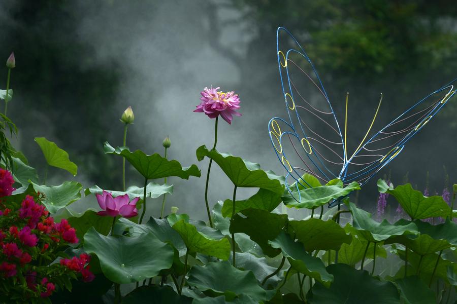 Lotus flowers blossom in West Lake