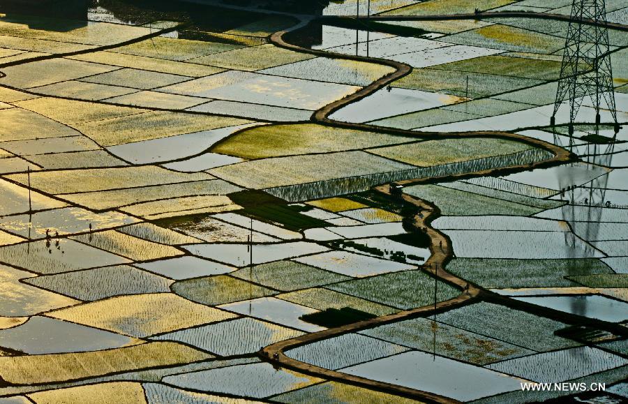 Paddy fields in Guangxi's Baisha village