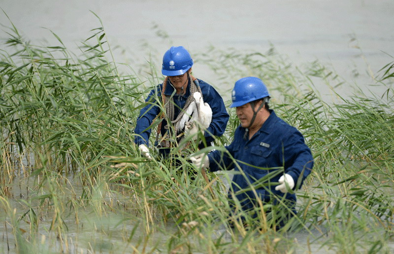 Five Oriental white storks released back into the wild in NE China