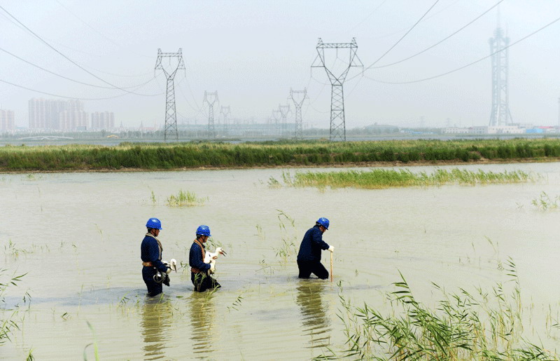 Five Oriental white storks released back into the wild in NE China