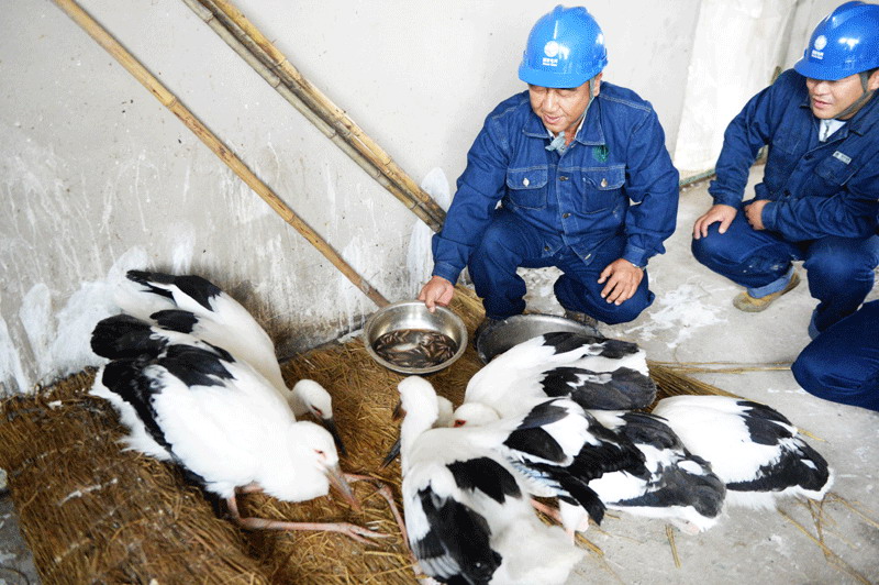 Five Oriental white storks released back into the wild in NE China