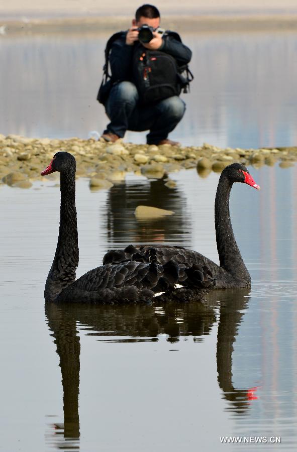 Yellow River Wetland: heaven for birds