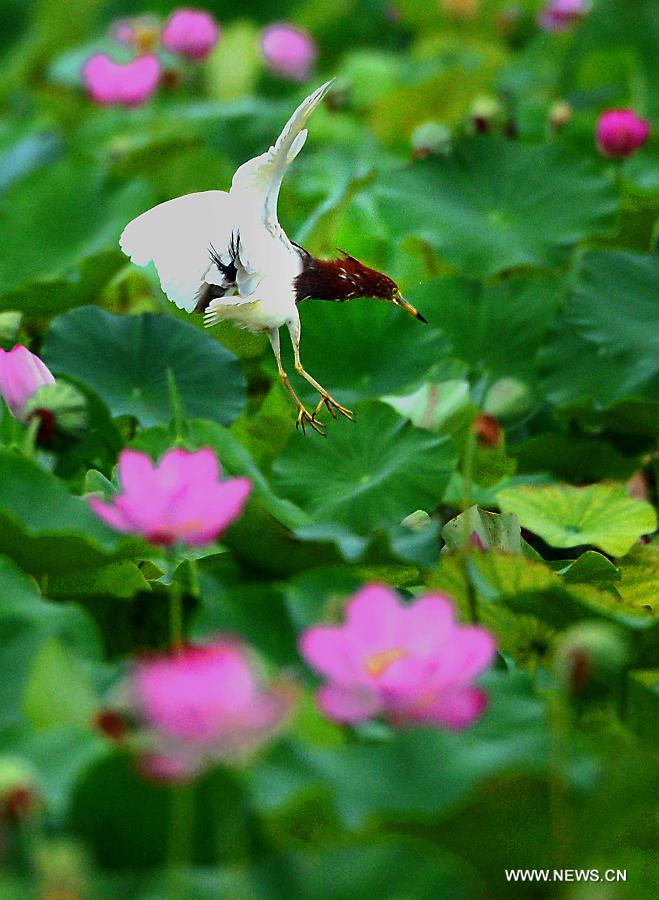 Yellow River Wetland: heaven for birds