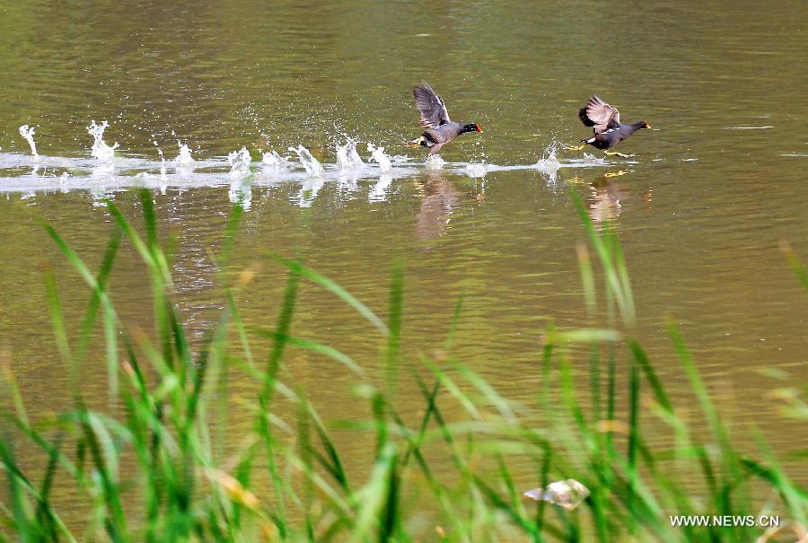 Yellow River Wetland: heaven for birds