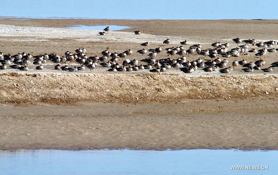 Yellow River Wetland: heaven for birds