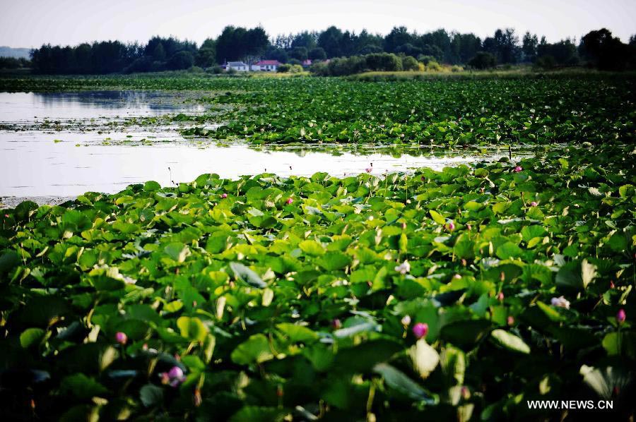 Wild lotus in NE China's Crescent Lake