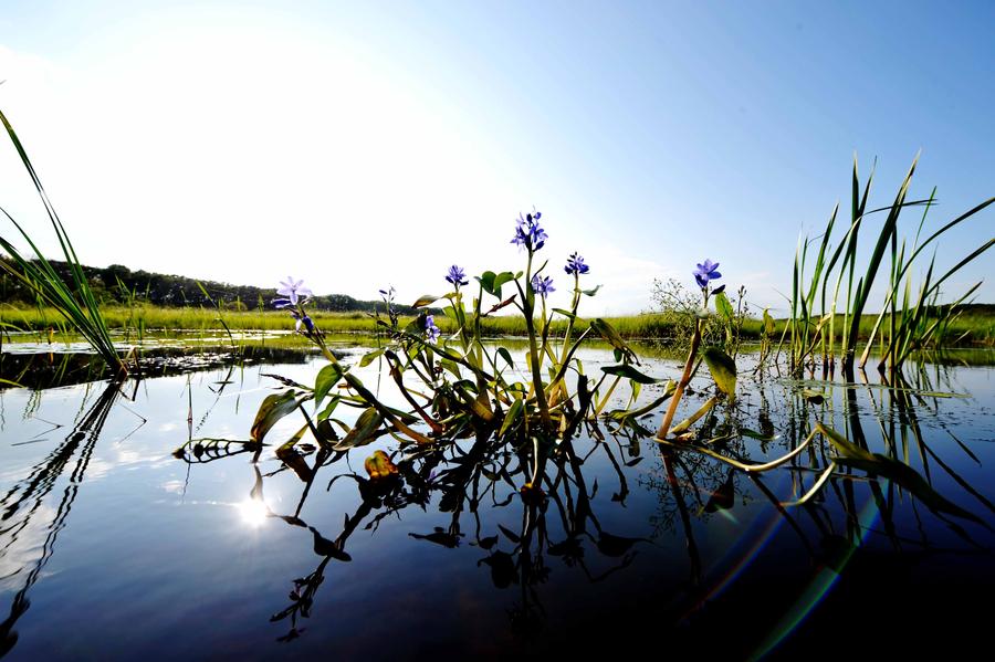 Tourists visit wetland of Honghe National Nature Reserve