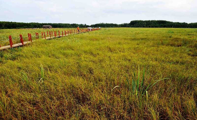 Tourists visit wetland of Honghe National Nature Reserve