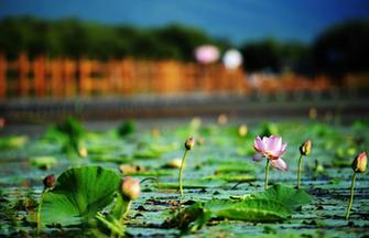 Fujin wetland: heaven for the birds