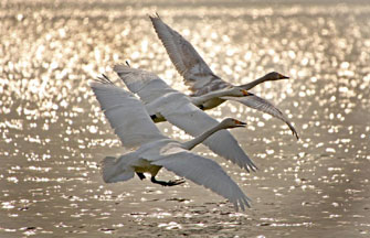 Fujin wetland: heaven for the birds