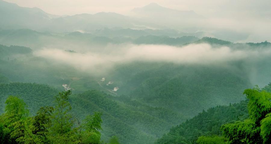 Scenery of Huoshan bamboo forests in Anhui