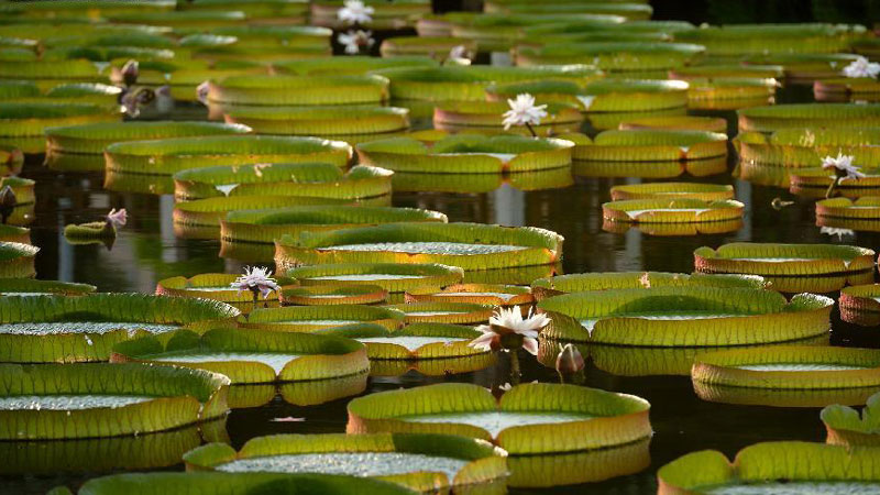 Aquatic plants exhibition attracts visitors in Taipei