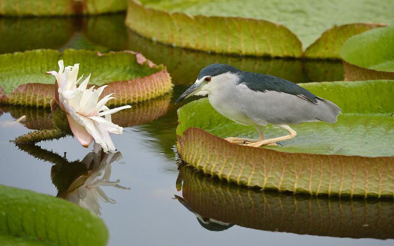 Aquatic plants exhibition attracts visitors in Taipei