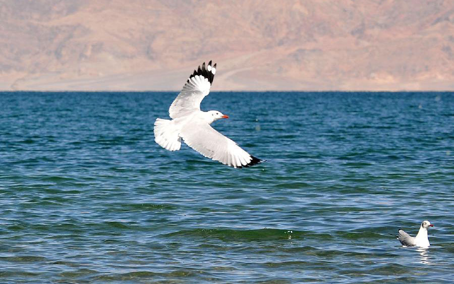 Black-headed gulls seen in SW China's Tibet