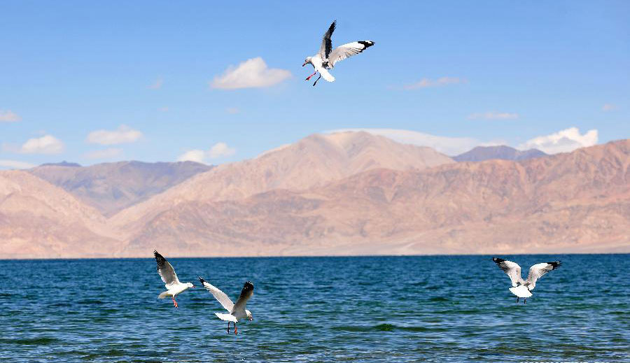 Black-headed gulls seen in SW China's Tibet