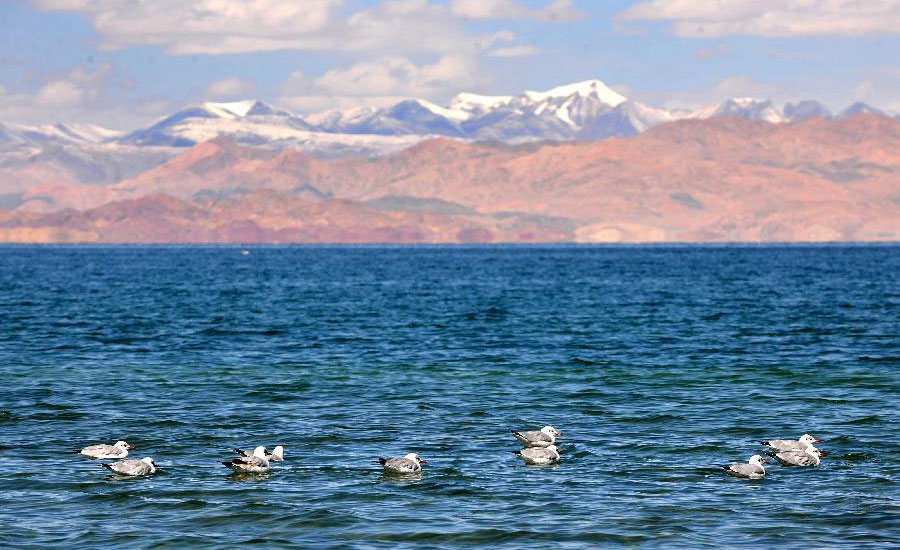 Black-headed gulls seen in SW China's Tibet
