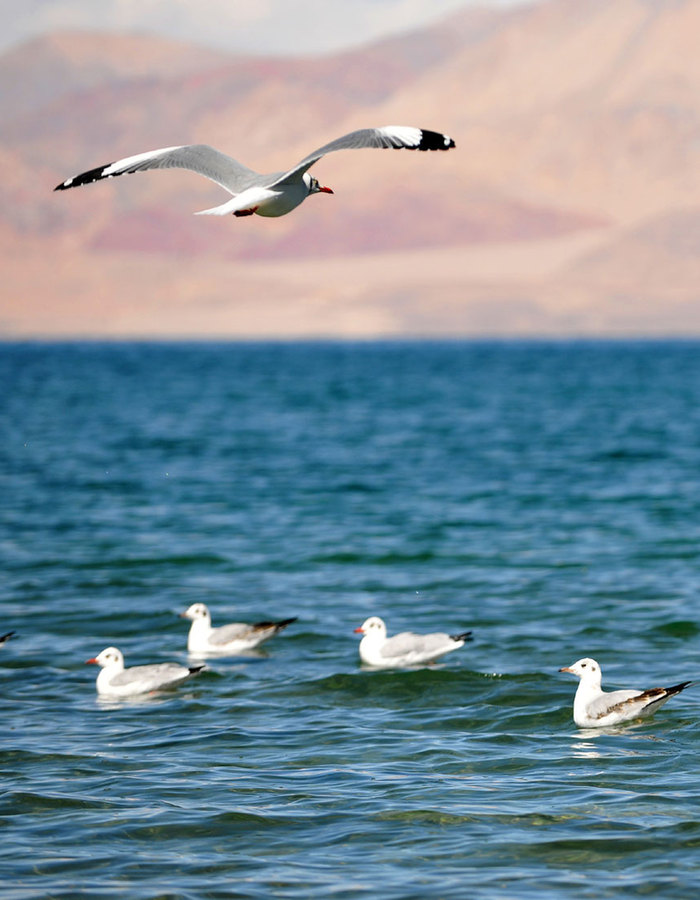 Black-headed gulls seen in SW China's Tibet