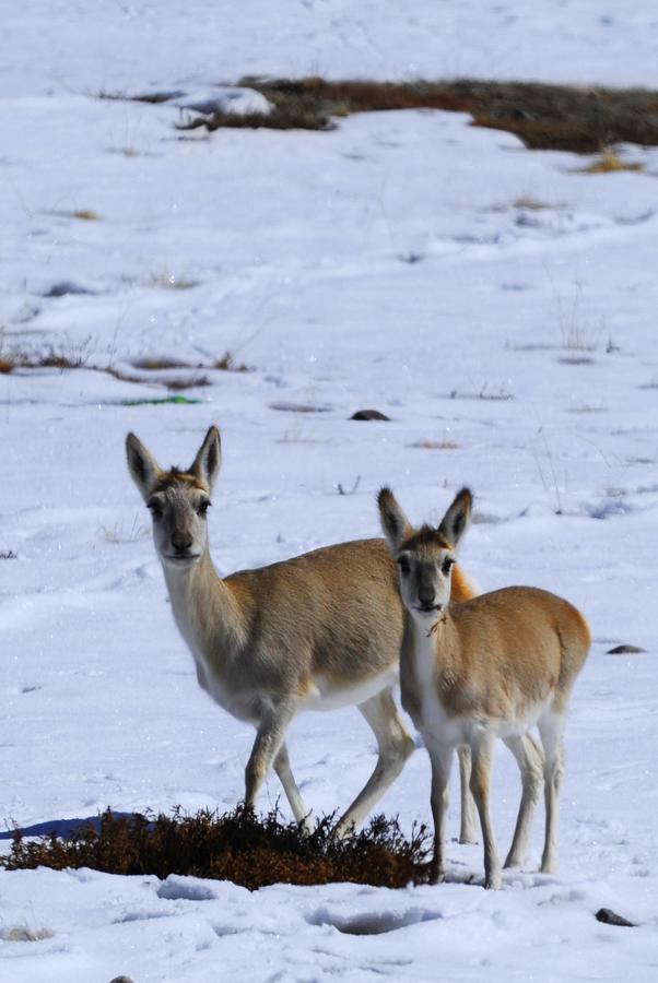 Ali in Tibet,heaven for wild animals