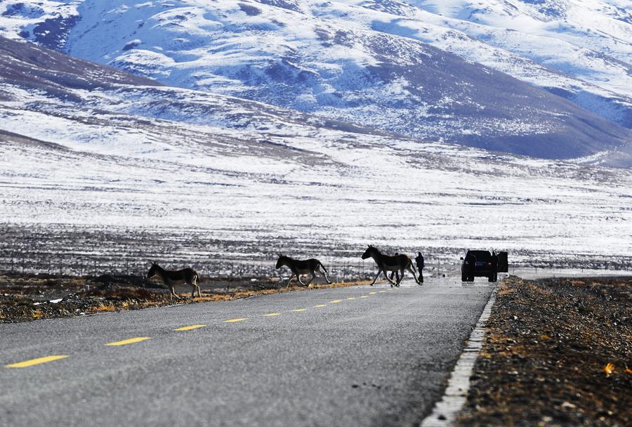 Ali in Tibet,heaven for wild animals