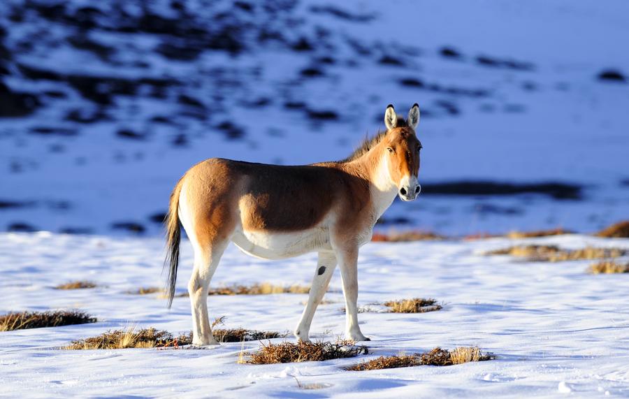 Ali in Tibet,heaven for wild animals