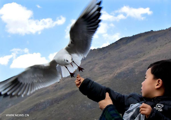 Spring approaches Erhai Lake in China's Yunnan