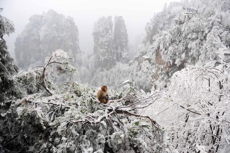 Amazing snow scenery of Zhangjiajie scenic spot in C China