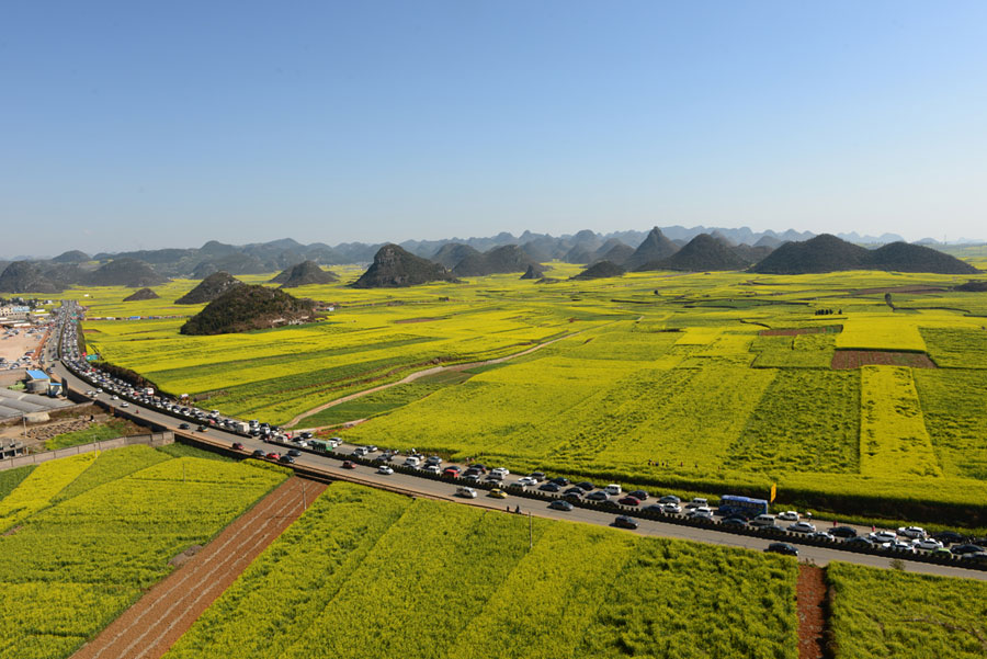 Ocean of golden canola flowers in Luoping, Yunnan