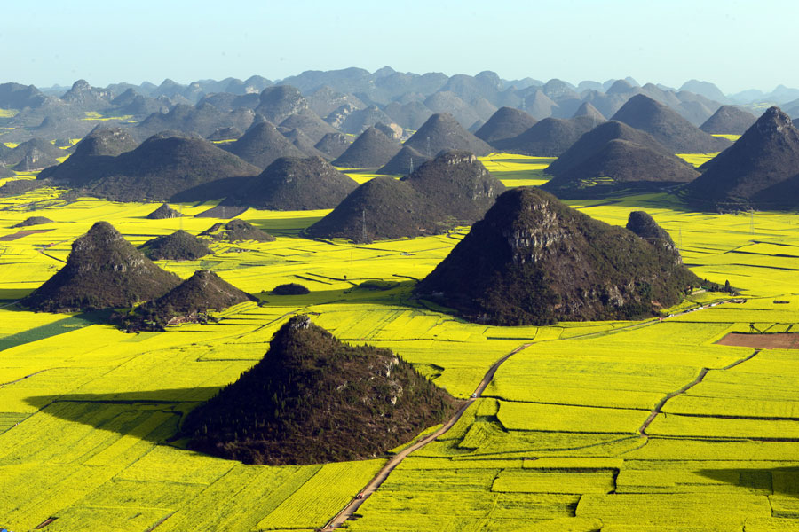 Ocean of golden canola flowers in Luoping, Yunnan