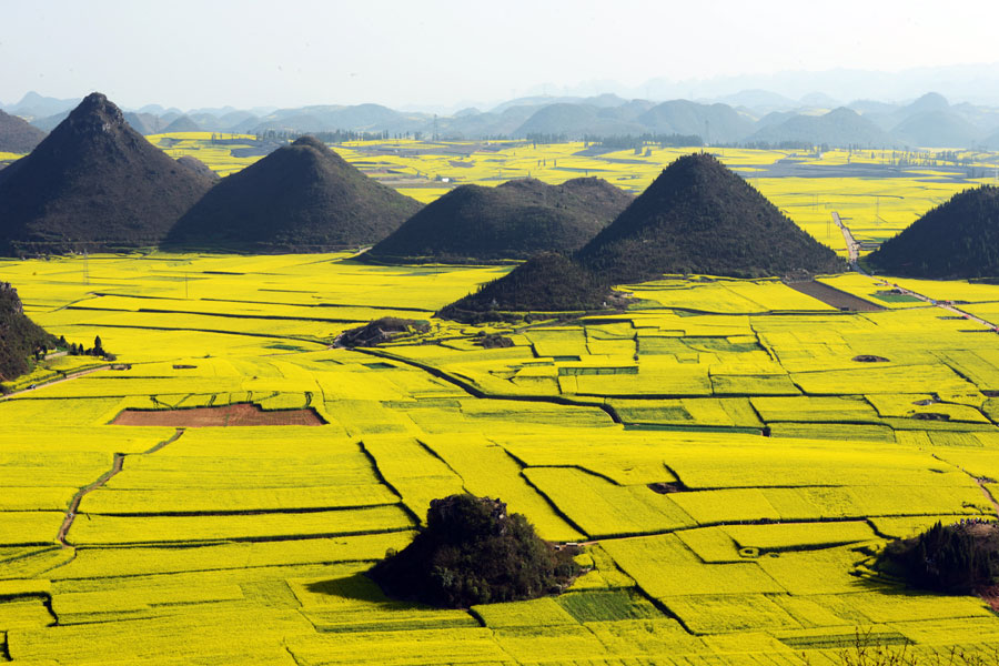 Ocean of golden canola flowers in Luoping, Yunnan