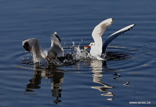 Seagulls come to China's Qinhuangdao