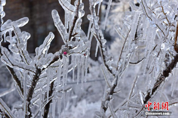 Fairytale-like scenery after freezing rain