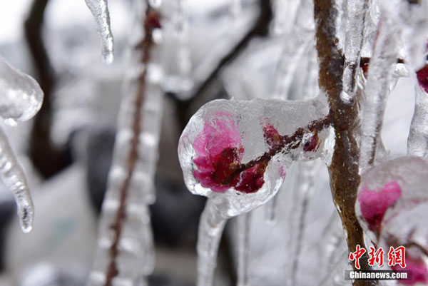 Fairytale-like scenery after freezing rain