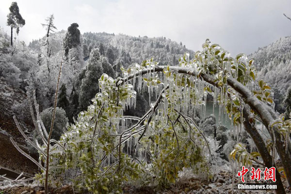 Fairytale-like scenery after freezing rain