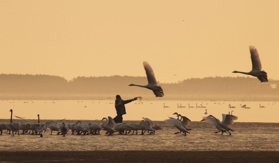 Whooper swans head back after spending winter in Weihai