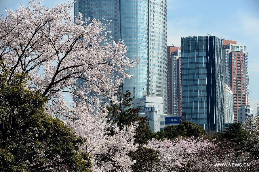 Enjoy blooming sakura in Tokyo