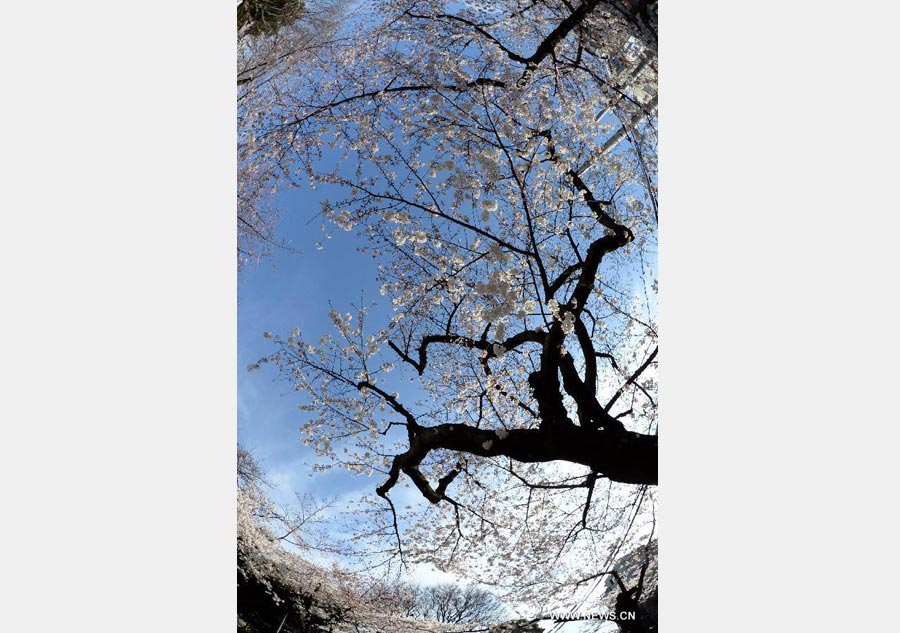 Enjoy blooming sakura in Tokyo