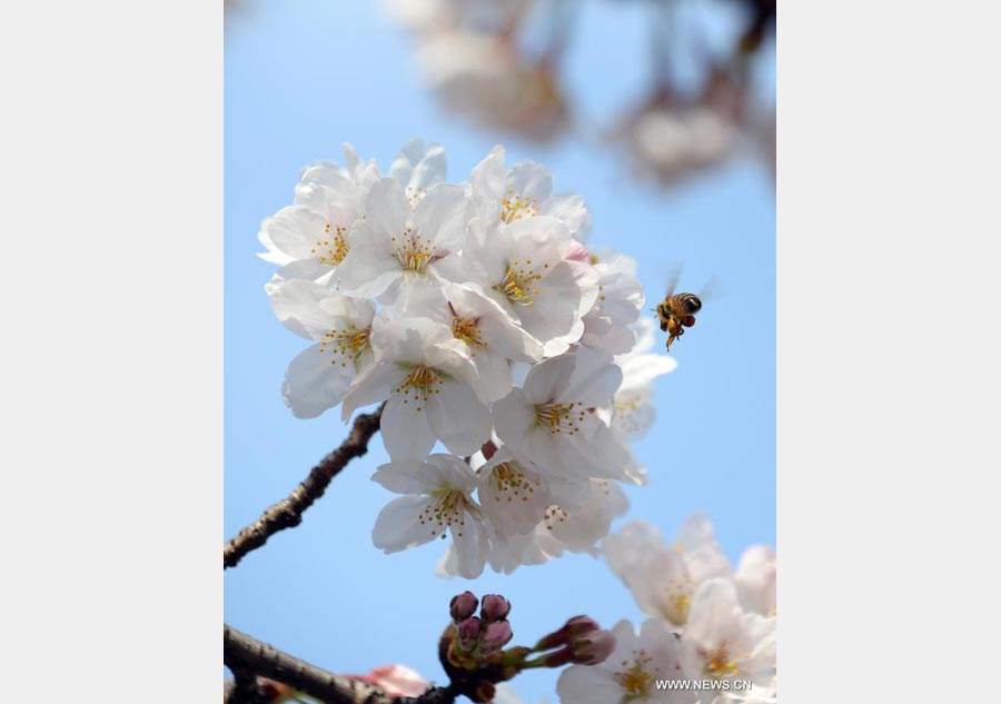 Enjoy blooming sakura in Tokyo