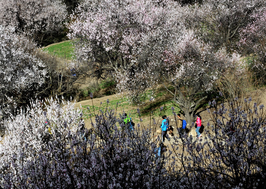 Nyingchi peach flower festival kicks off in Tibet