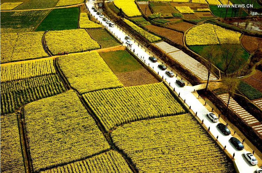 Scenery of cole flowers at Hanzhong City, NW China's Shaanxi