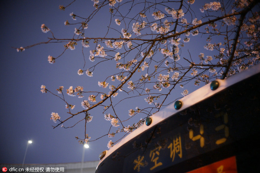 Cherry tree blooms at night