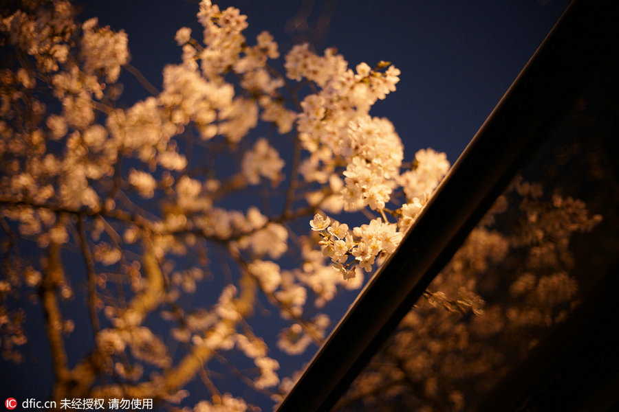 Cherry tree blooms at night