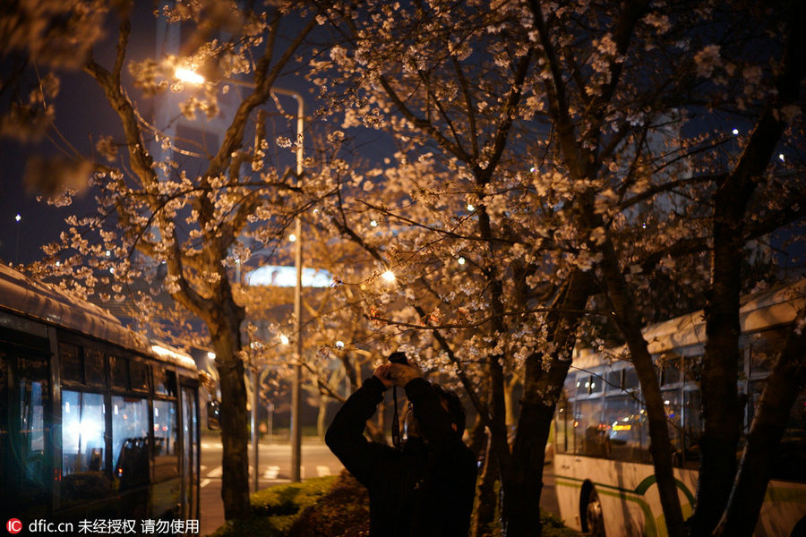 Cherry tree blooms at night