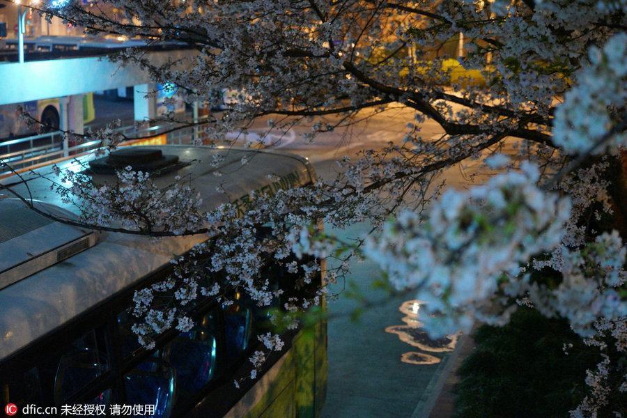 Cherry tree blooms at night